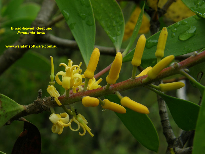 Broad-leaved Geebung pc280249 image