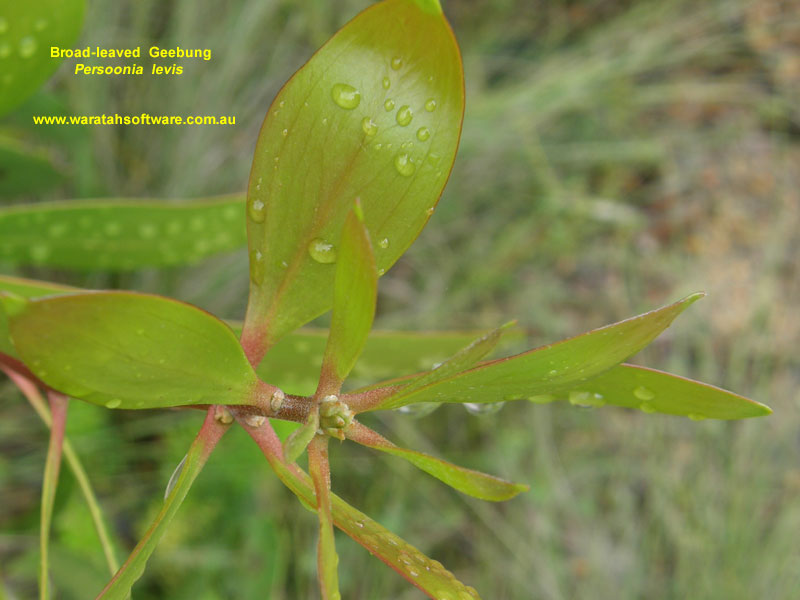 Broad-leaved Geebung pc280266 image