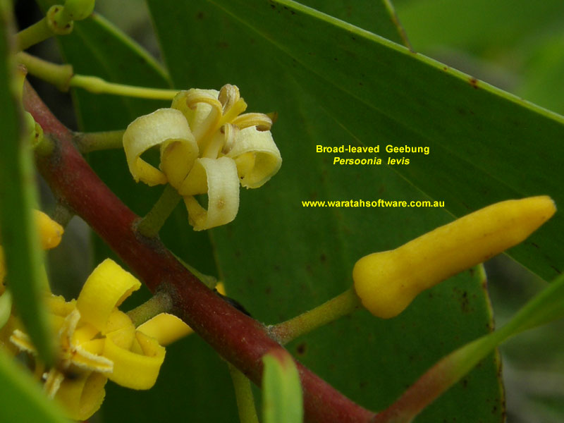 Broad-leaved Geebung pc280290 image