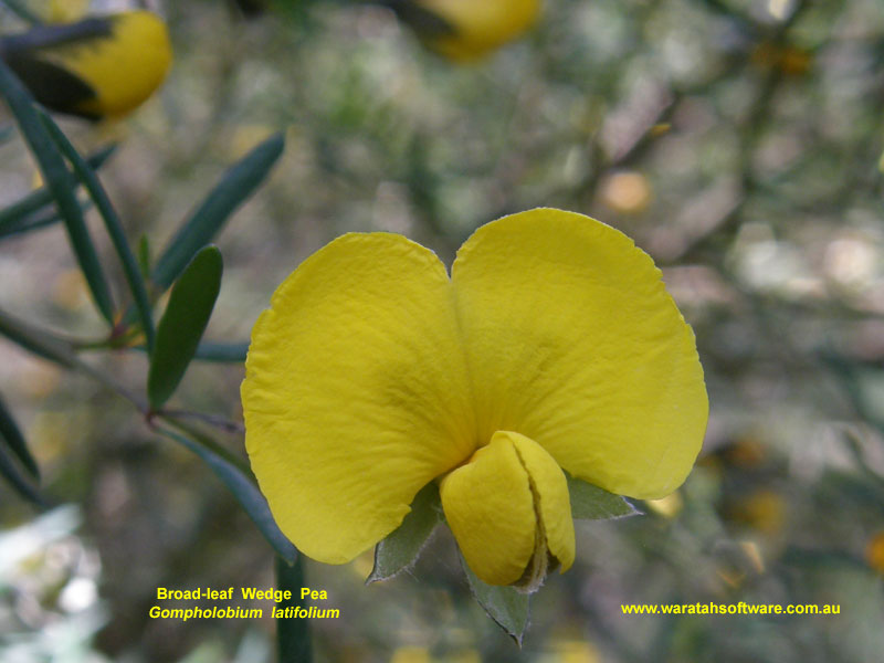 Broad-leaf Wedge Pea pa170047 image