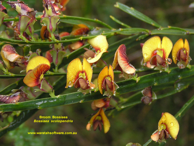 Broom Bossiaea p9060028 image