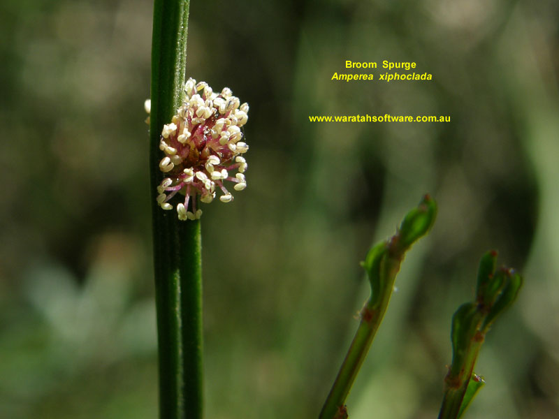 Broom Spurge pa230251 image