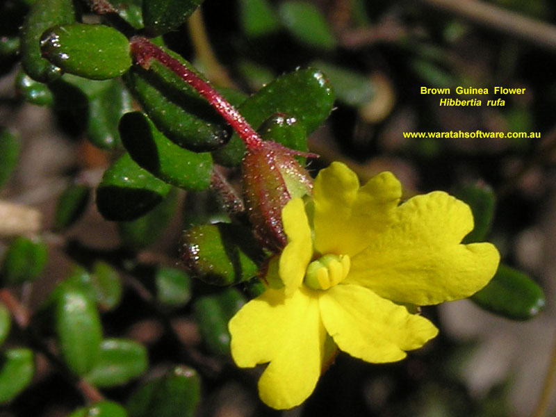 Brown Guinea Flower pb010560 image