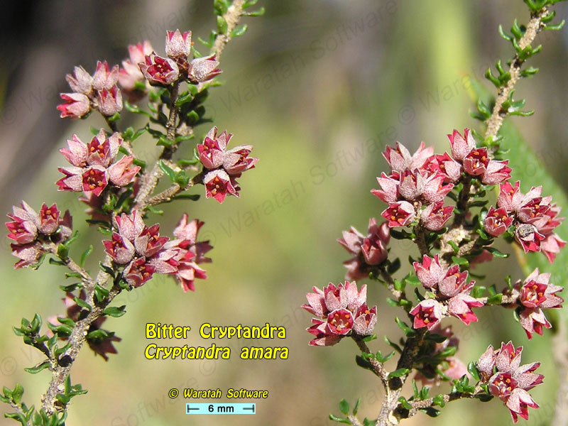 Bitter Cryptandra p6210421 image