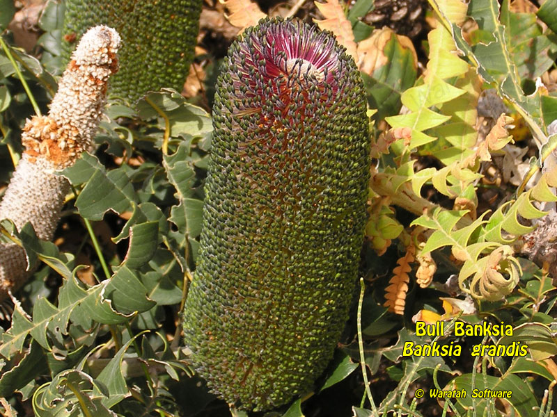 bull banksia pa250072 image