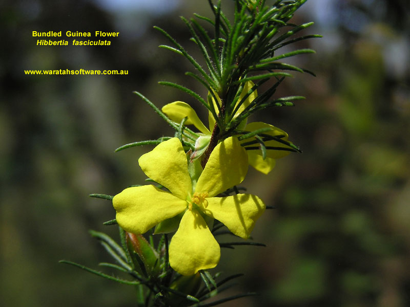 Bundled Guinea Flower pa070165 image