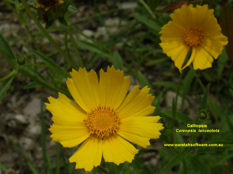 Calliopsis pc010016 image