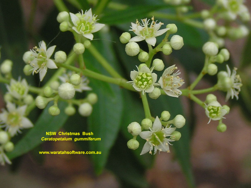 NSW Christmas Bush pb070194 image