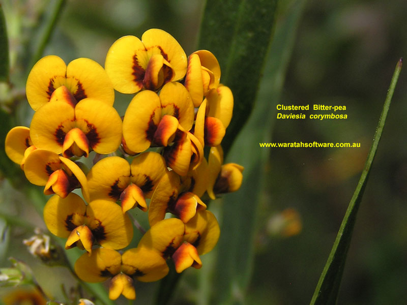 Clustered Bitter-pea pa100101 image