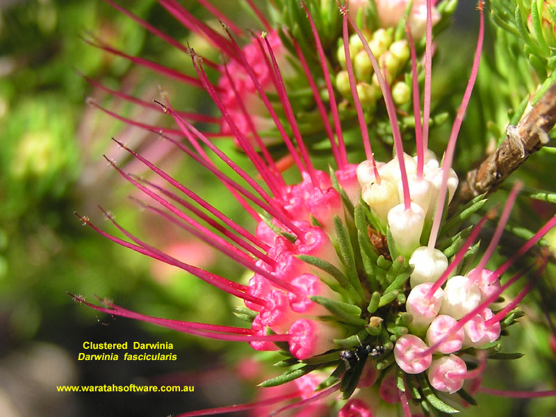 Clustered Darwinia p9130163 image