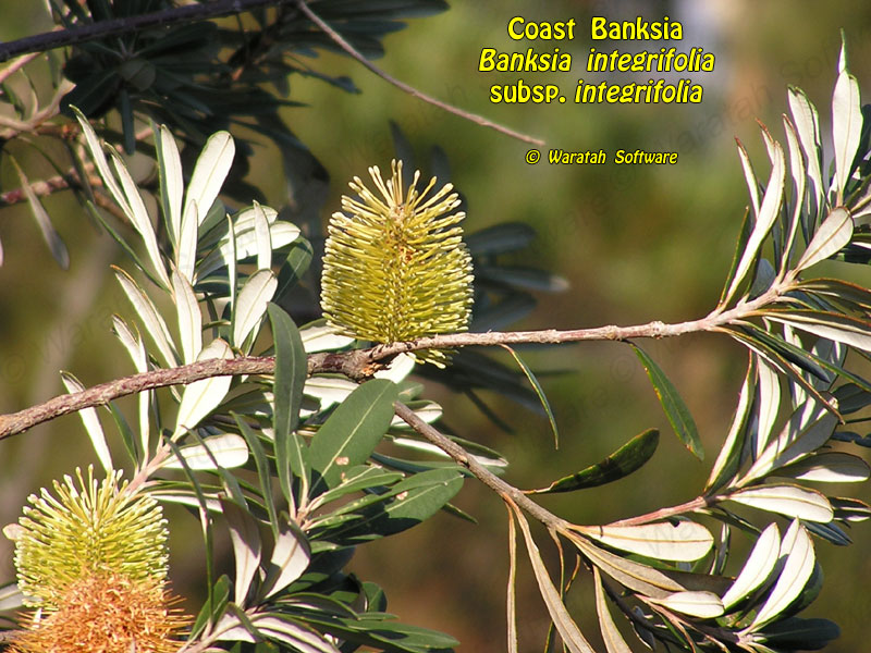 coast banksia p5070081 image