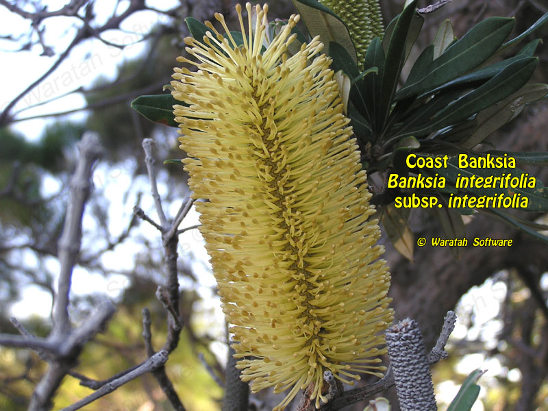 coast banksia p5150203 image