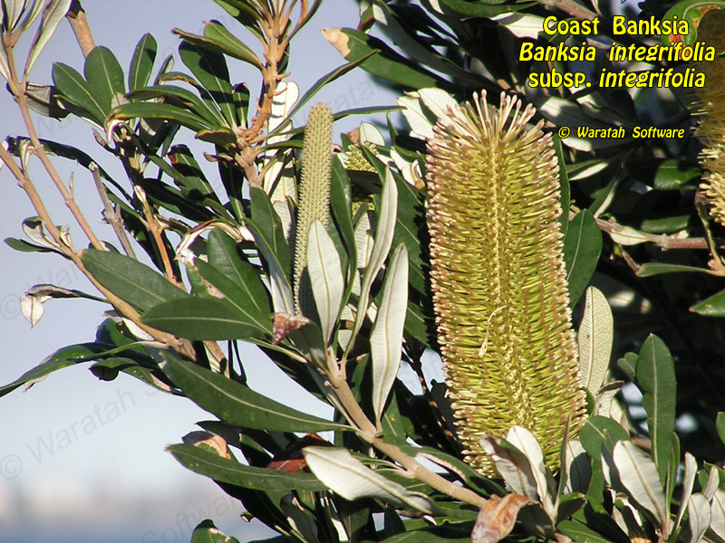 coast banksia p5150216 image