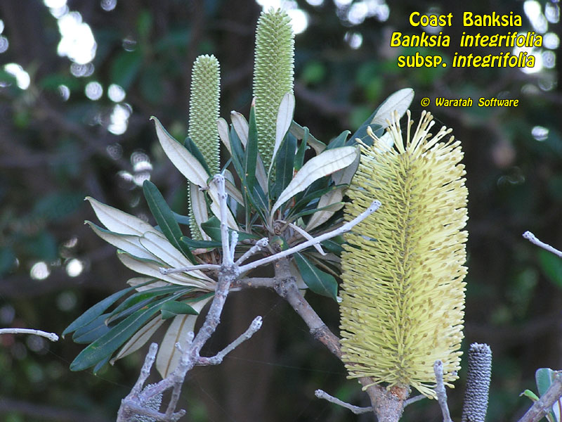 coast banksia p5150245 image