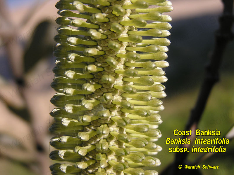 coast banksia p6050036b image