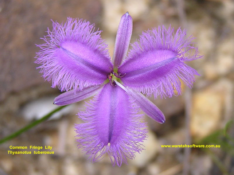 common fringe lily pc210303 image