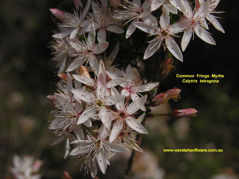 Common Fringe Myrtle pb160281 image