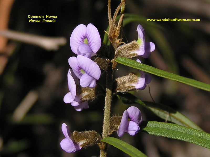 Common Hovea p8120068 image