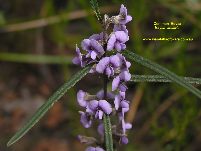 Common Hovea p8310336 image