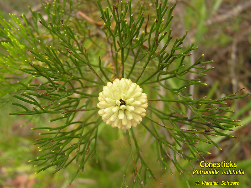 Conesticks p1260414 image