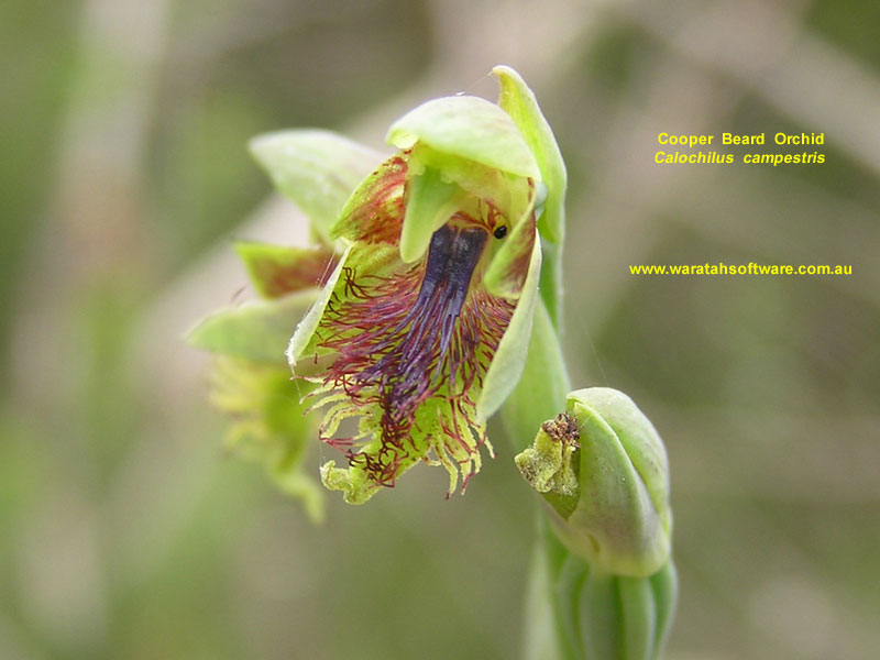 Cooper Beard Orchid pa200041 image