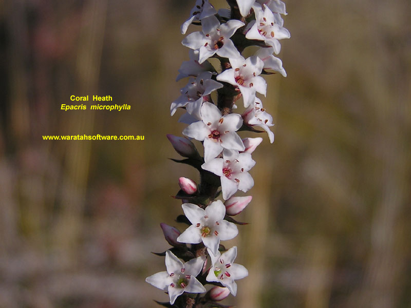 Coral Heath p6240159 image