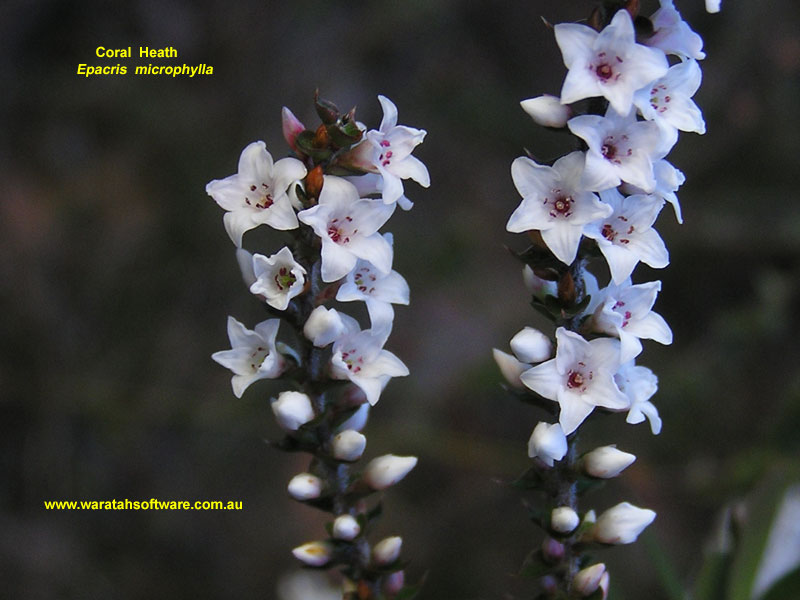 Coral Heath p6240174 image
