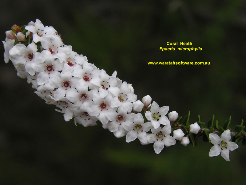 Coral Heath p9080379 image