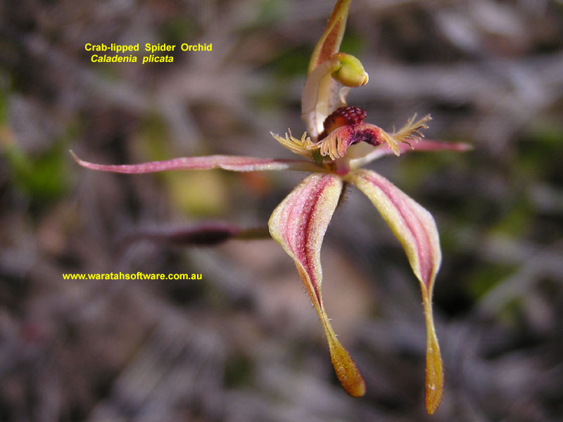 crab-lipped spider orchid pa220282 image