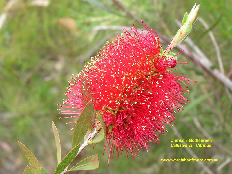 Crimson Bottlebrush pa210249 image