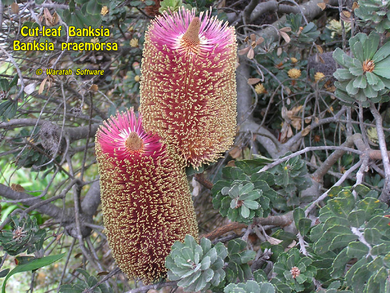 cut-leaf banksia pa240209 image