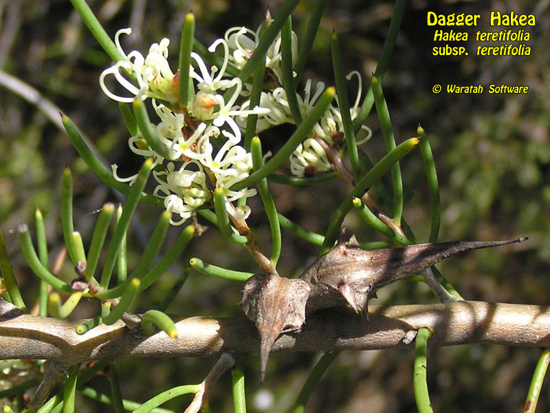 Dagger Hakea pc050240 image