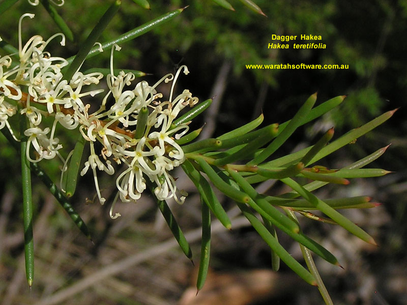 Dagger Hakea pc150075 image