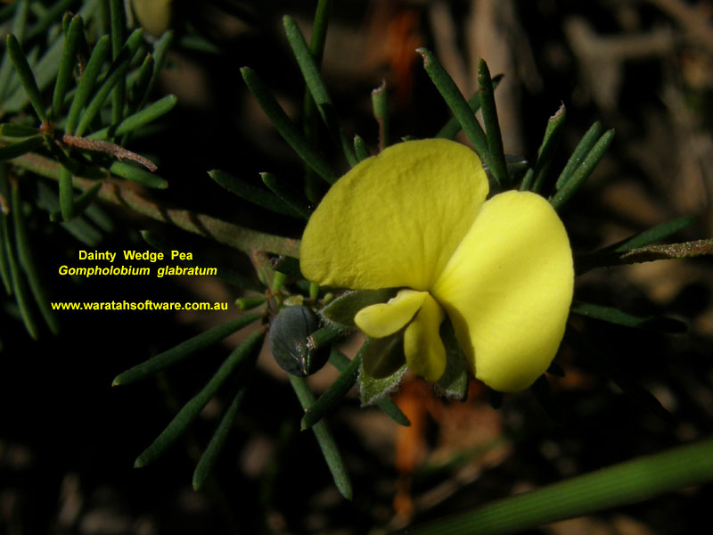 Dainty Wedge Pea p7020235 image