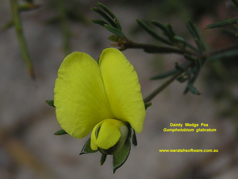 Dainty Wedge Pea pa100055 image