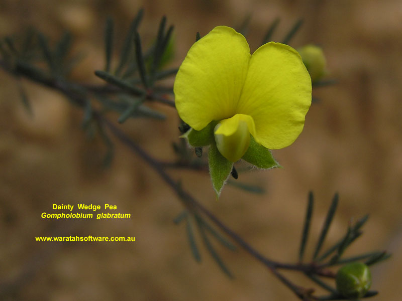 Dainty Wedge Pea pa100142 image