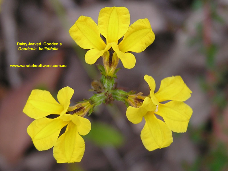 Daisy-leaved Goodenia p1010578 image