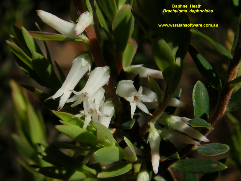 Daphne Heath p9090412 image