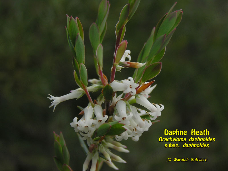 Daphne Heath pa100040 image