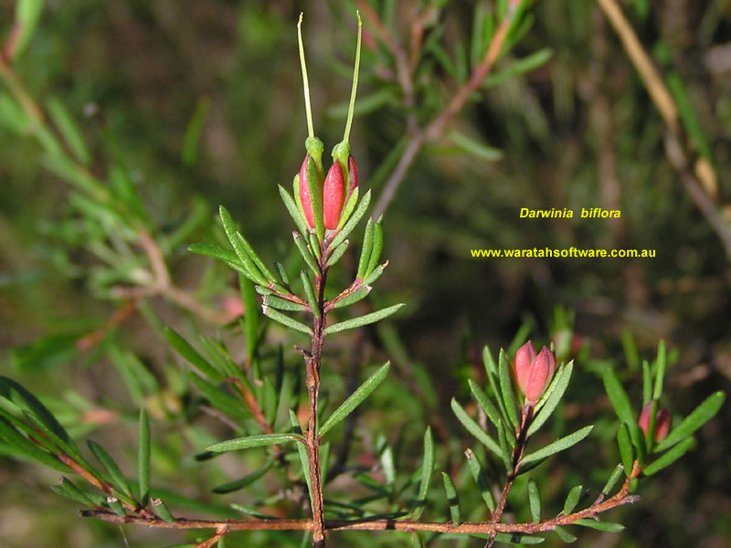 Darwinia biflora p7150166 image