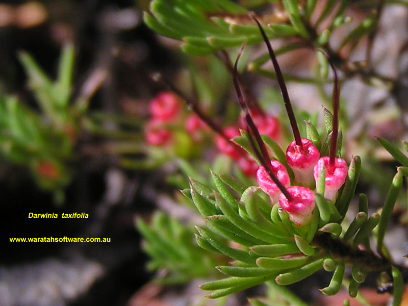 Darwinia taxifolia p6250275 image