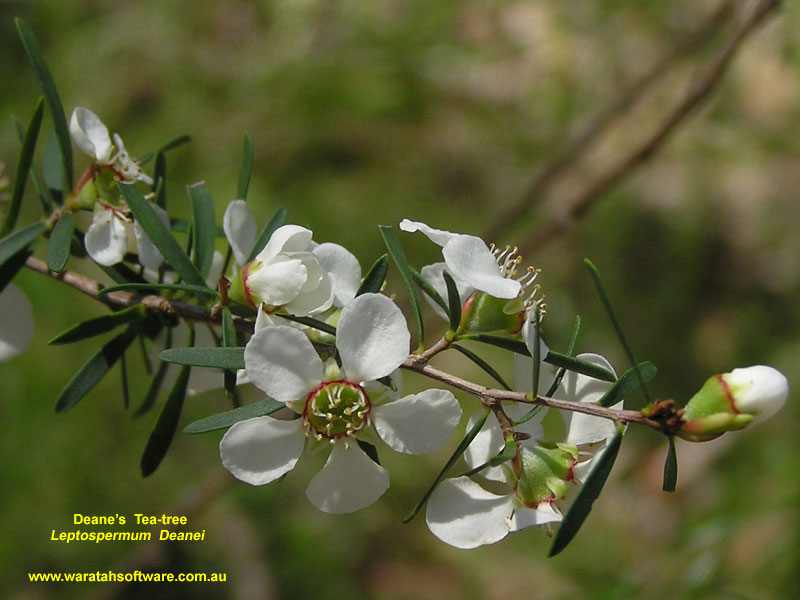 Deane's Tea-tree pa130432 image