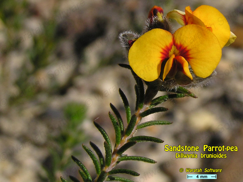 Dillwynia brunioides pa100014 image