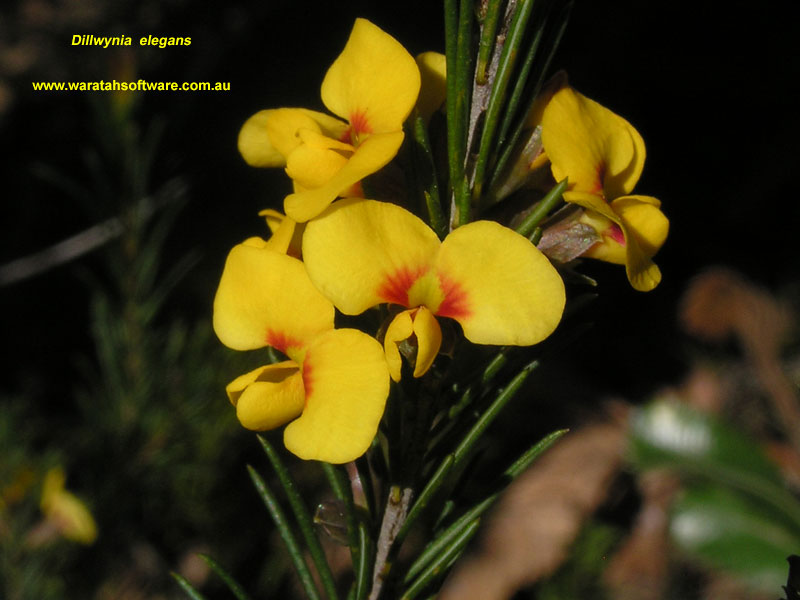 Dillwynia elegans p9190265 image