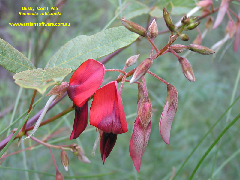 Dusky Coral Pea p9040354 image