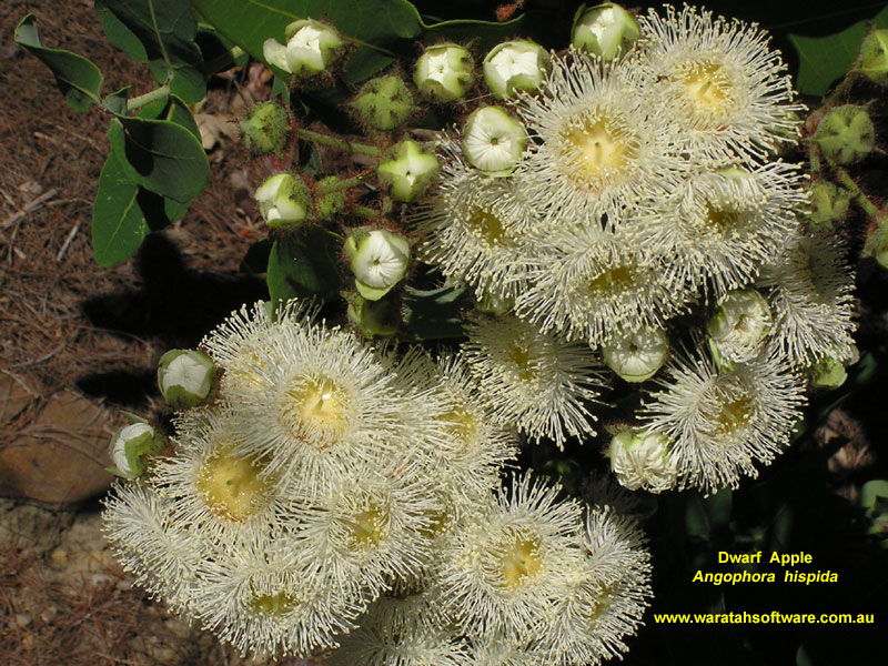 Dwarf Apple pb180005 image
