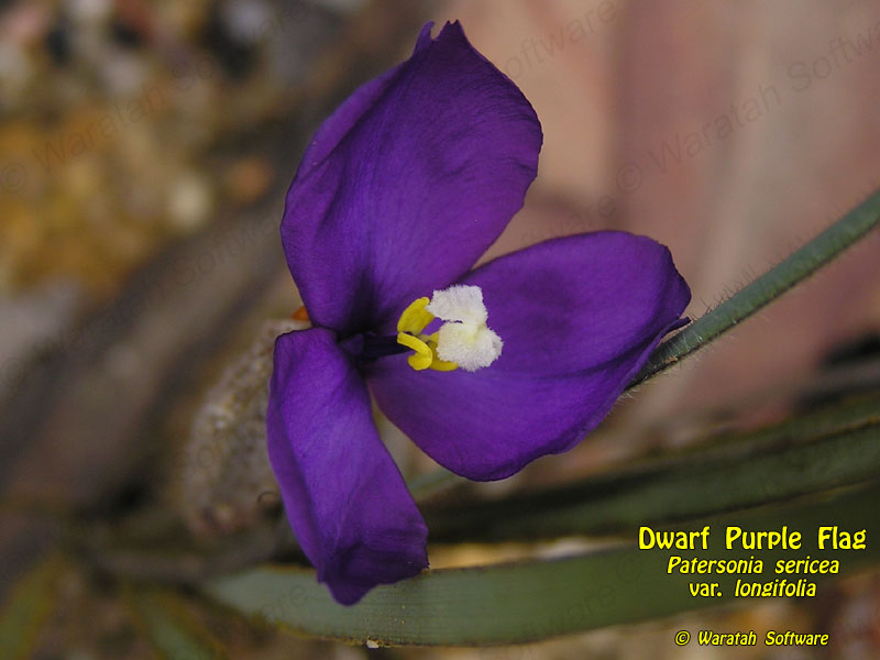 Dwarf Purple Flag p8310347 image