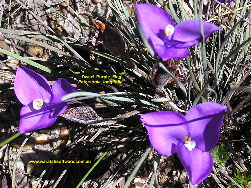 Dwarf Purple Flag pc040494 image