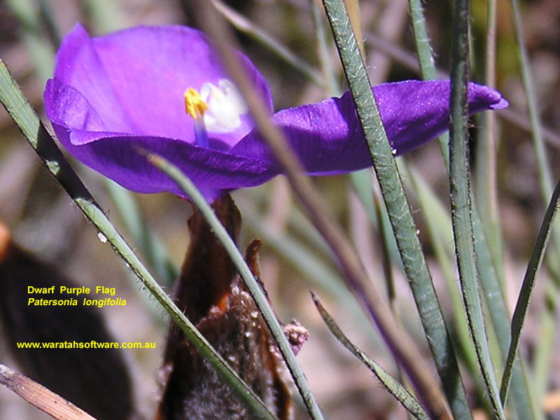 Dwarf Purple Flag pc040497 image