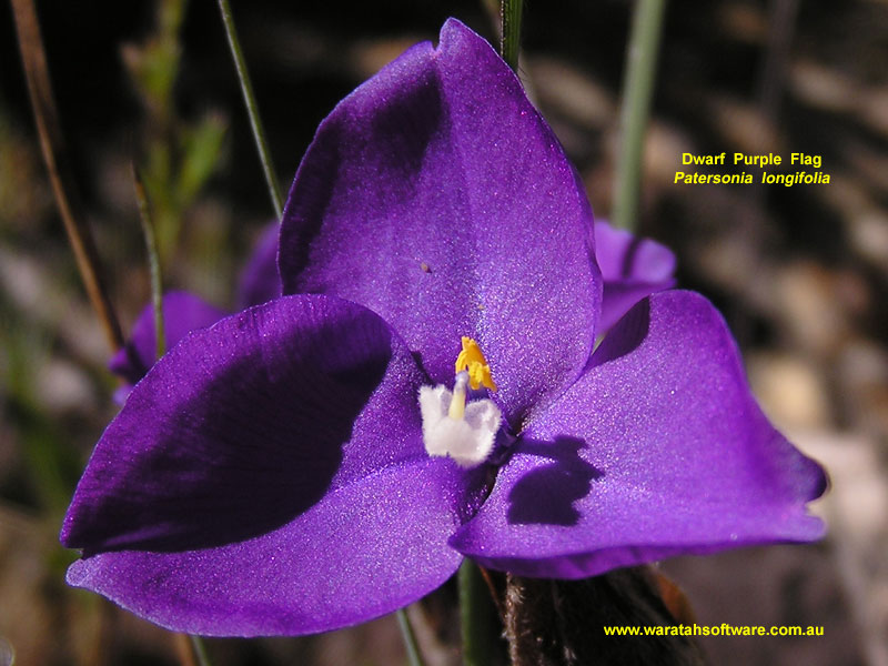 Dwarf Purple Flag pc040504 image